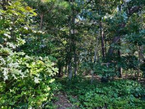 Before With Trees