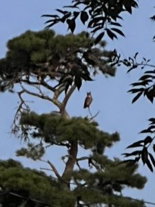 Owl