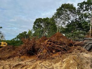 Tree Roots